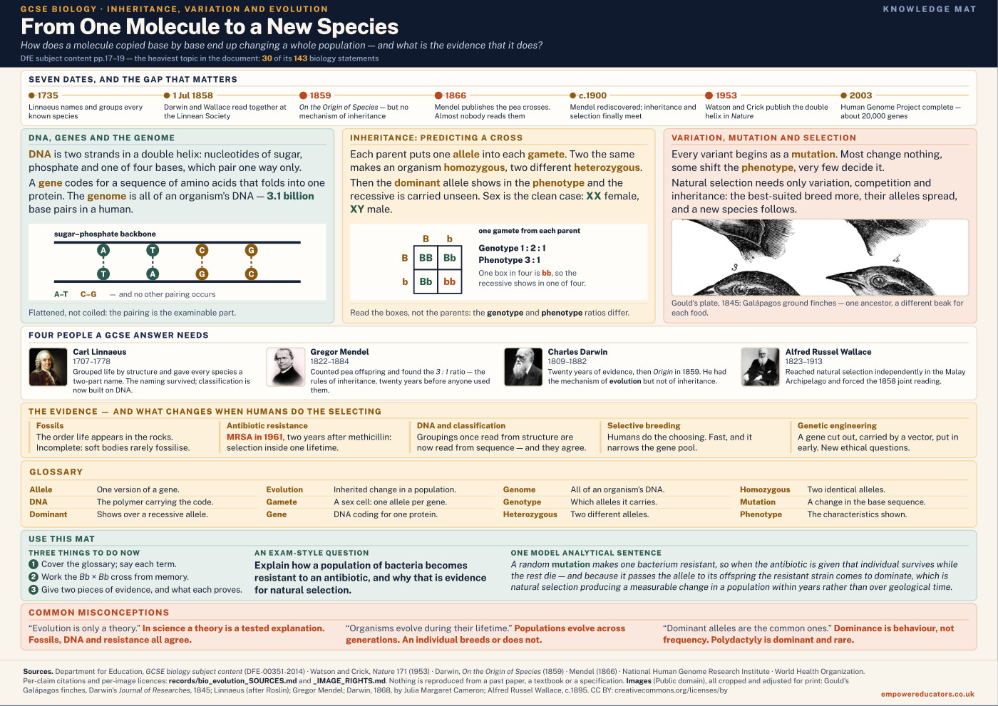 Cover of From One Molecule to a New Species