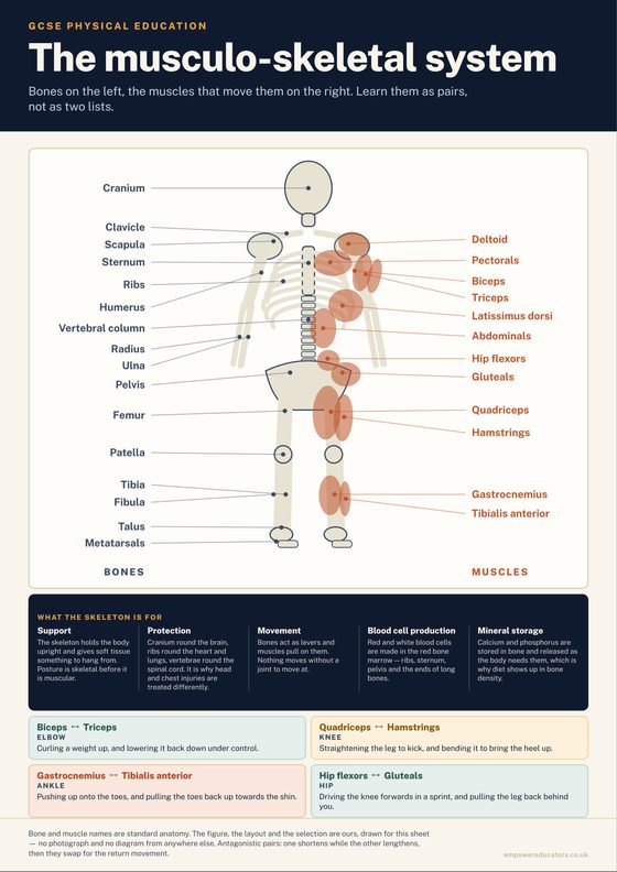 Cover of GCSE PE — Revision Posters