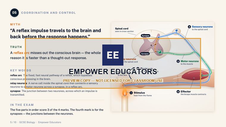 Coordination and Control: the reflex arc skips the brain · GCSE Biology: 10 Misconceptions, page 7