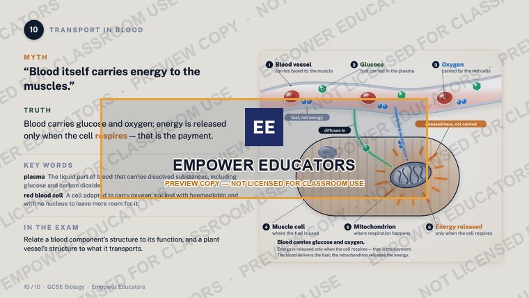Transport in blood: blood carries fuel, not energy · GCSE Cell Biology: 10 Misconceptions, slide 12