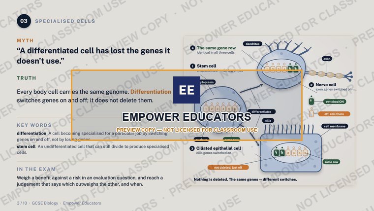 Specialised cells: differentiation switches genes, it does not delete them · GCSE Cell Biology: 10 Misconceptions, slide 5